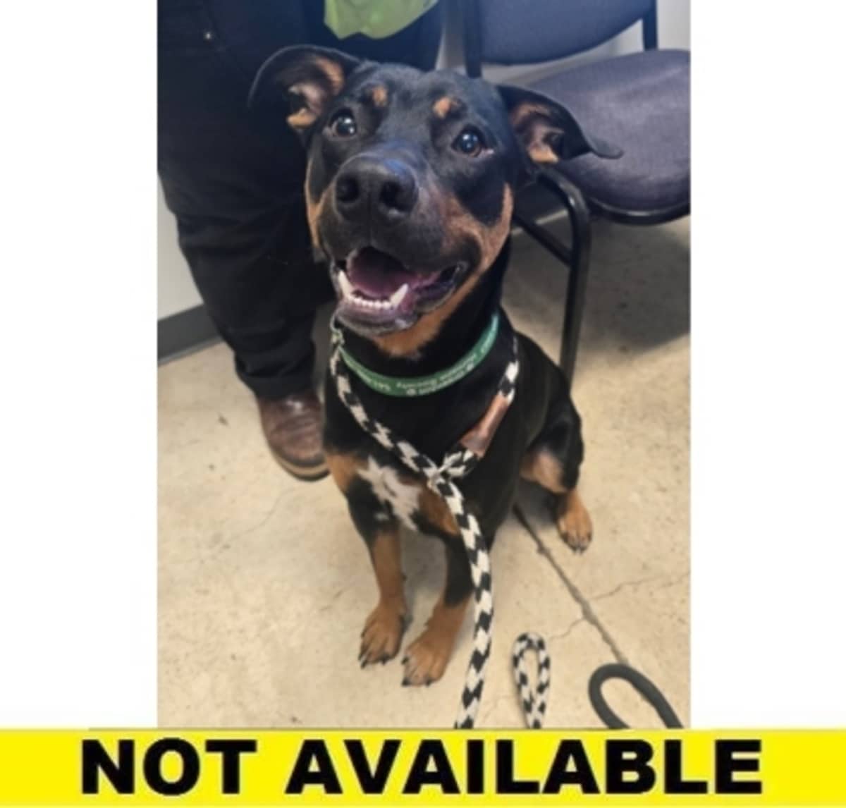 BUTTERS - Mixed Breed (Medium) available for adoption