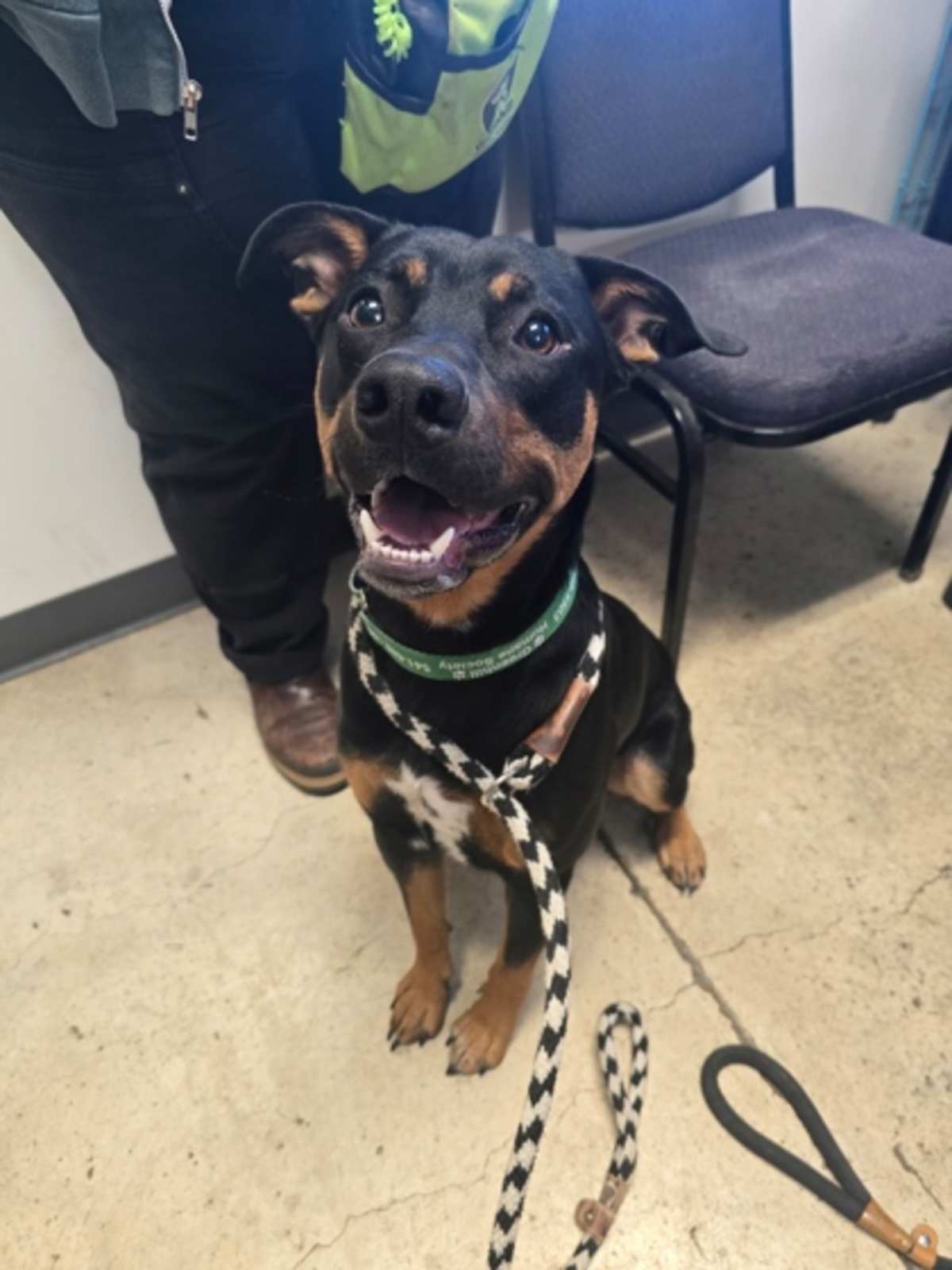 BUTTERS - Mixed Breed (Medium) available for adoption