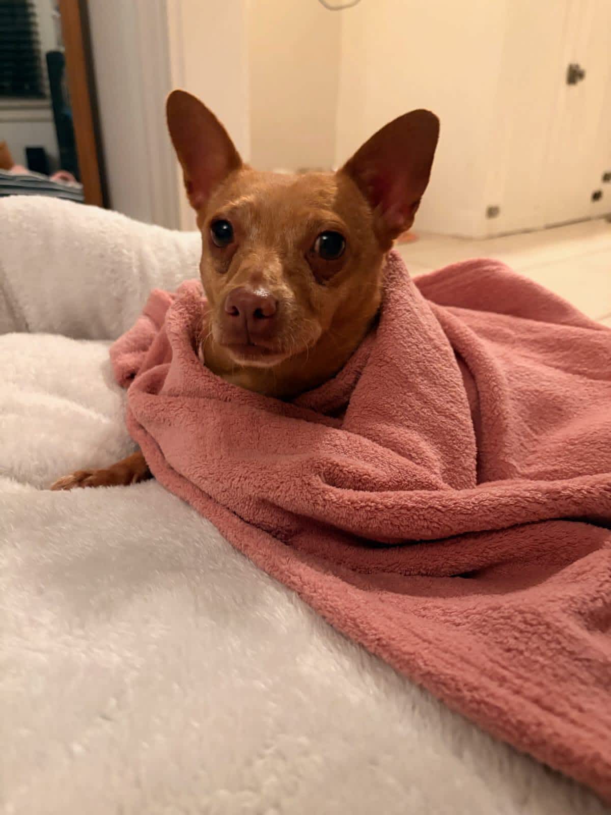 MARNIE - Chihuahua available for adoption