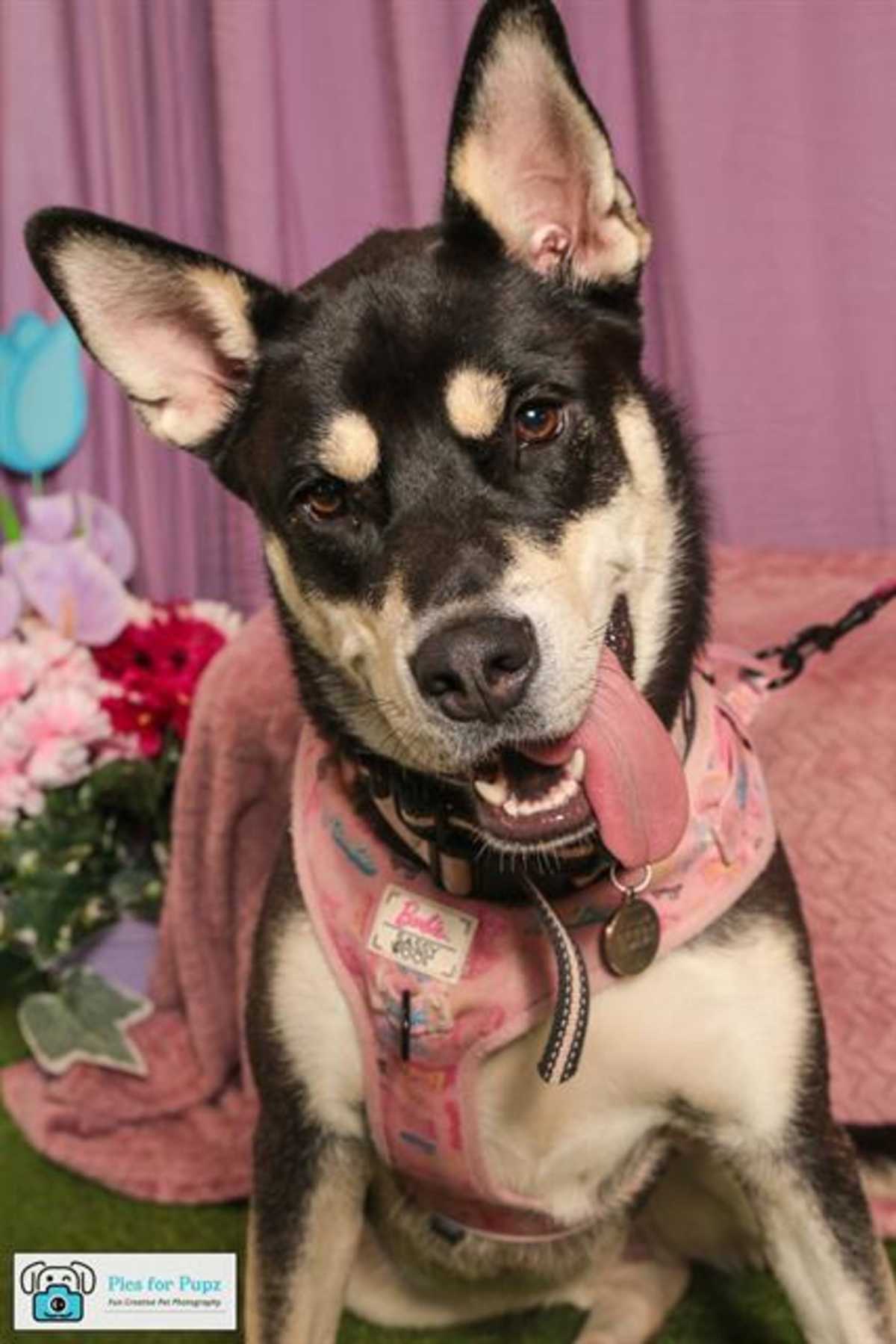 TUNDRA - Husky available for adoption