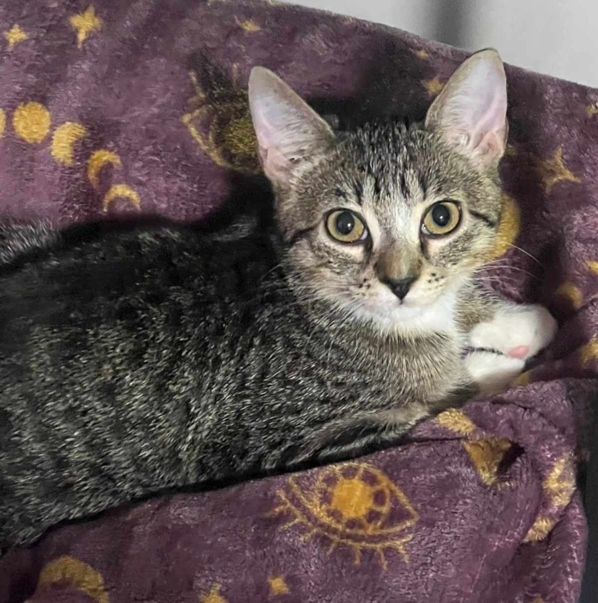 KATE - Domestic Shorthair for adoption in Wilmington