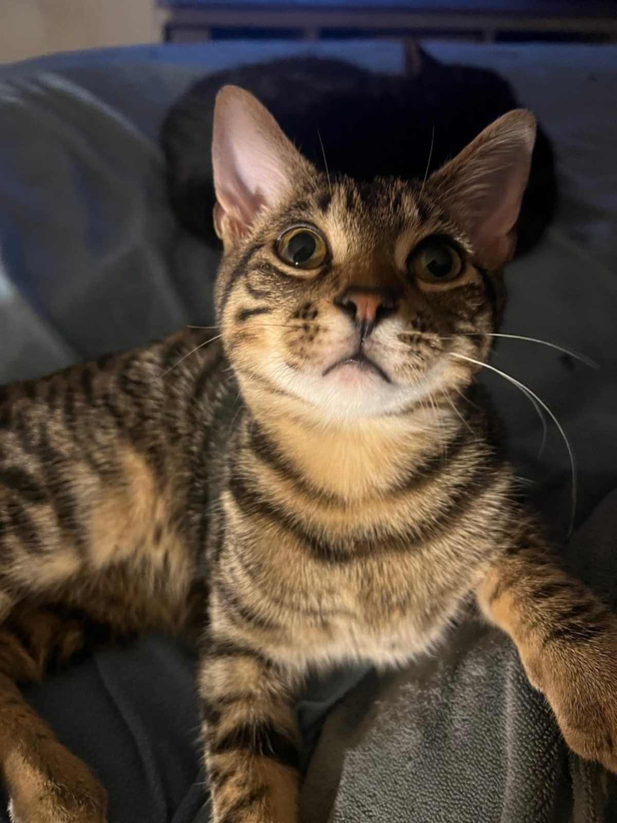 BOSLEY - Domestic Shorthair for adoption in Wilmington