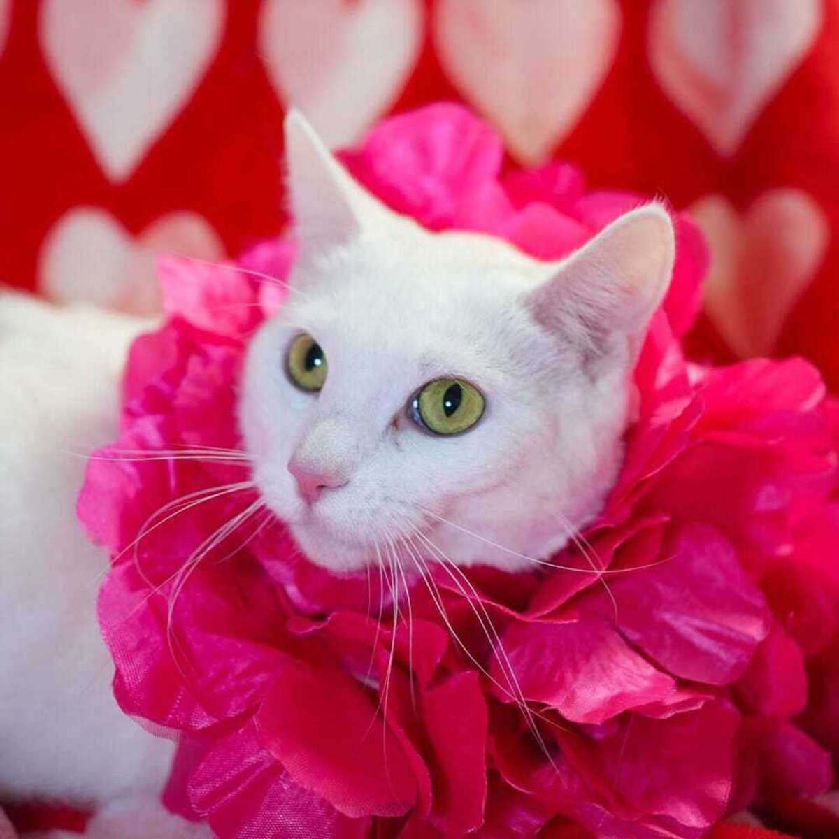 MOPSY - Domestic Shorthair available for adoption