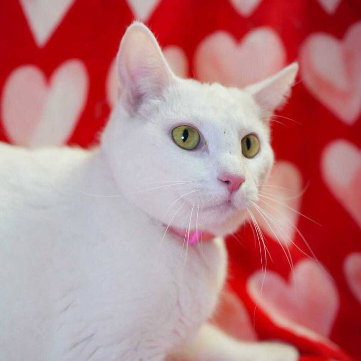 MOPSY - Domestic Shorthair available for adoption