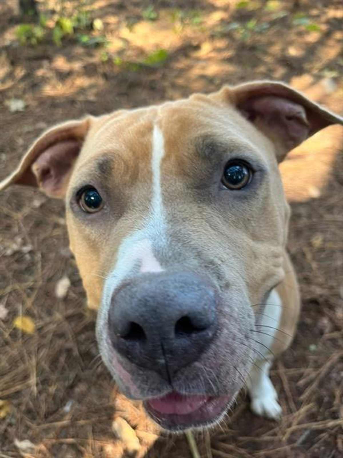TAMMY SUE - American Pit Bull Terrier available for adoption