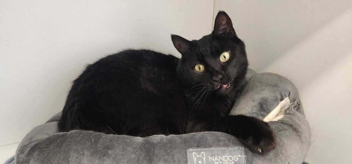 THACHERY BINX - Domestic Shorthair available for adoption