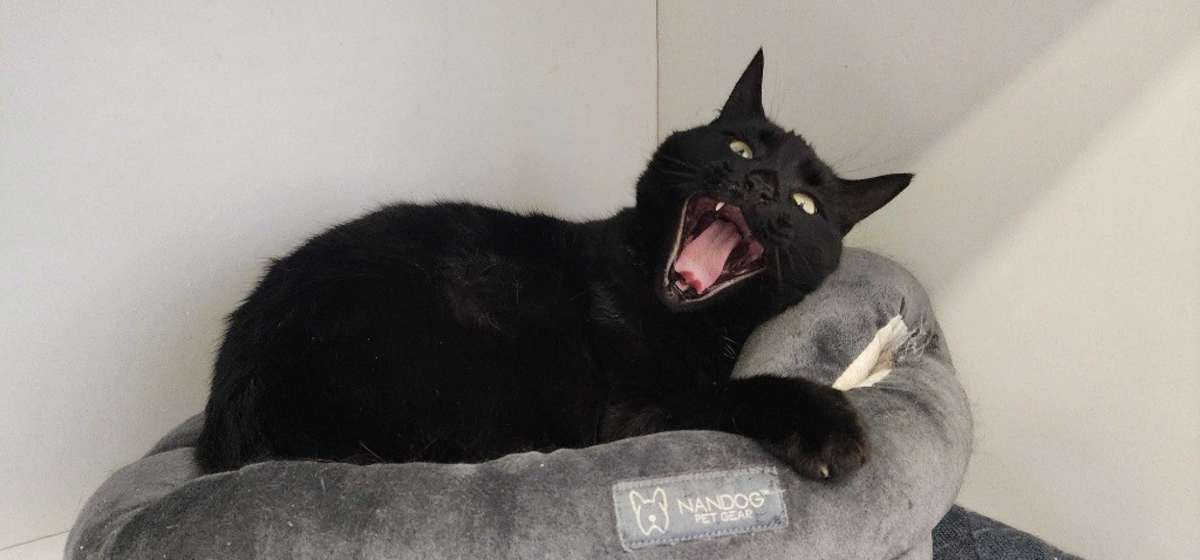 THACHERY BINX - Domestic Shorthair available for adoption