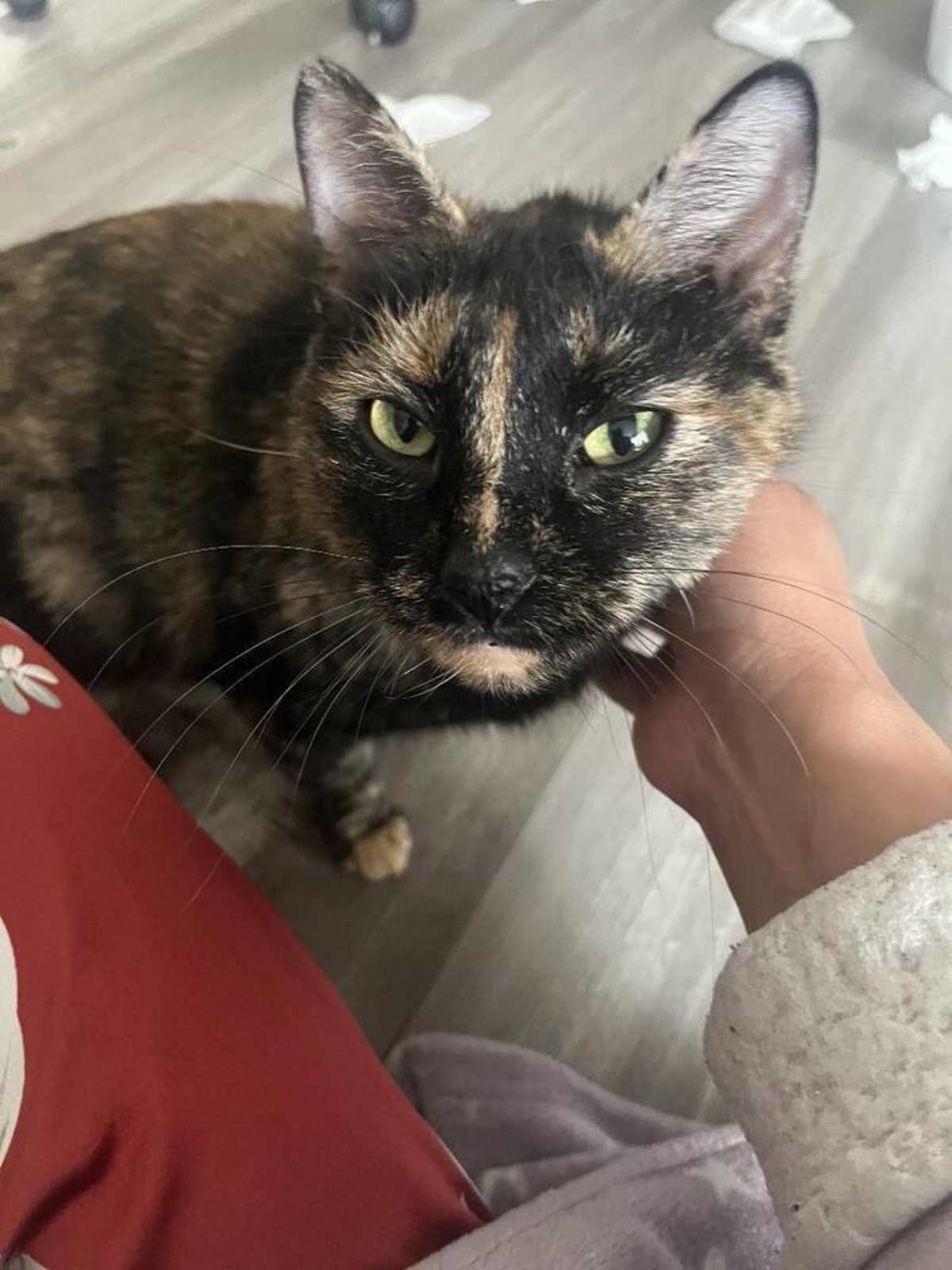 RICE BOWL - Domestic Shorthair available for adoption