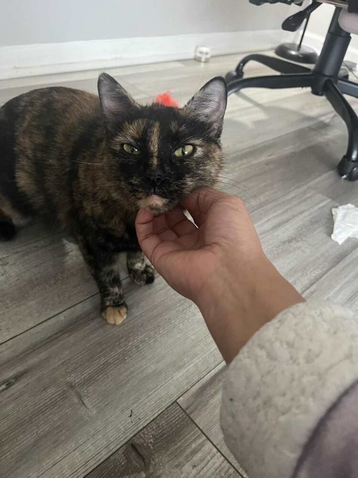 RICE BOWL - Domestic Shorthair available for adoption