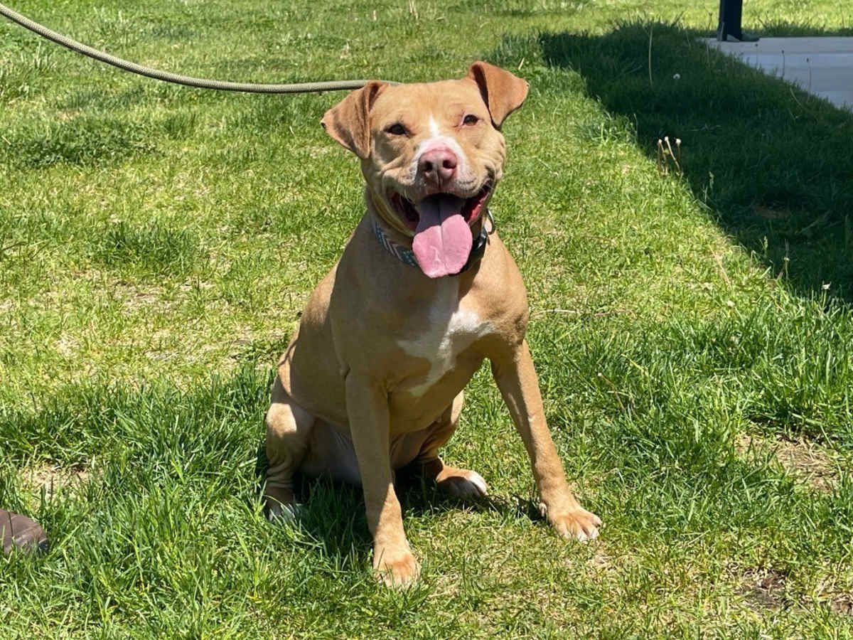 OATIE - American Pit Bull Terrier available for adoption