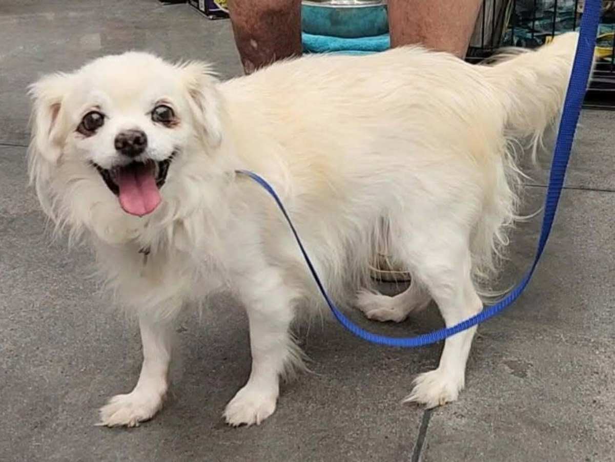 SQUIRT - Pekingese for adoption in Tucson
