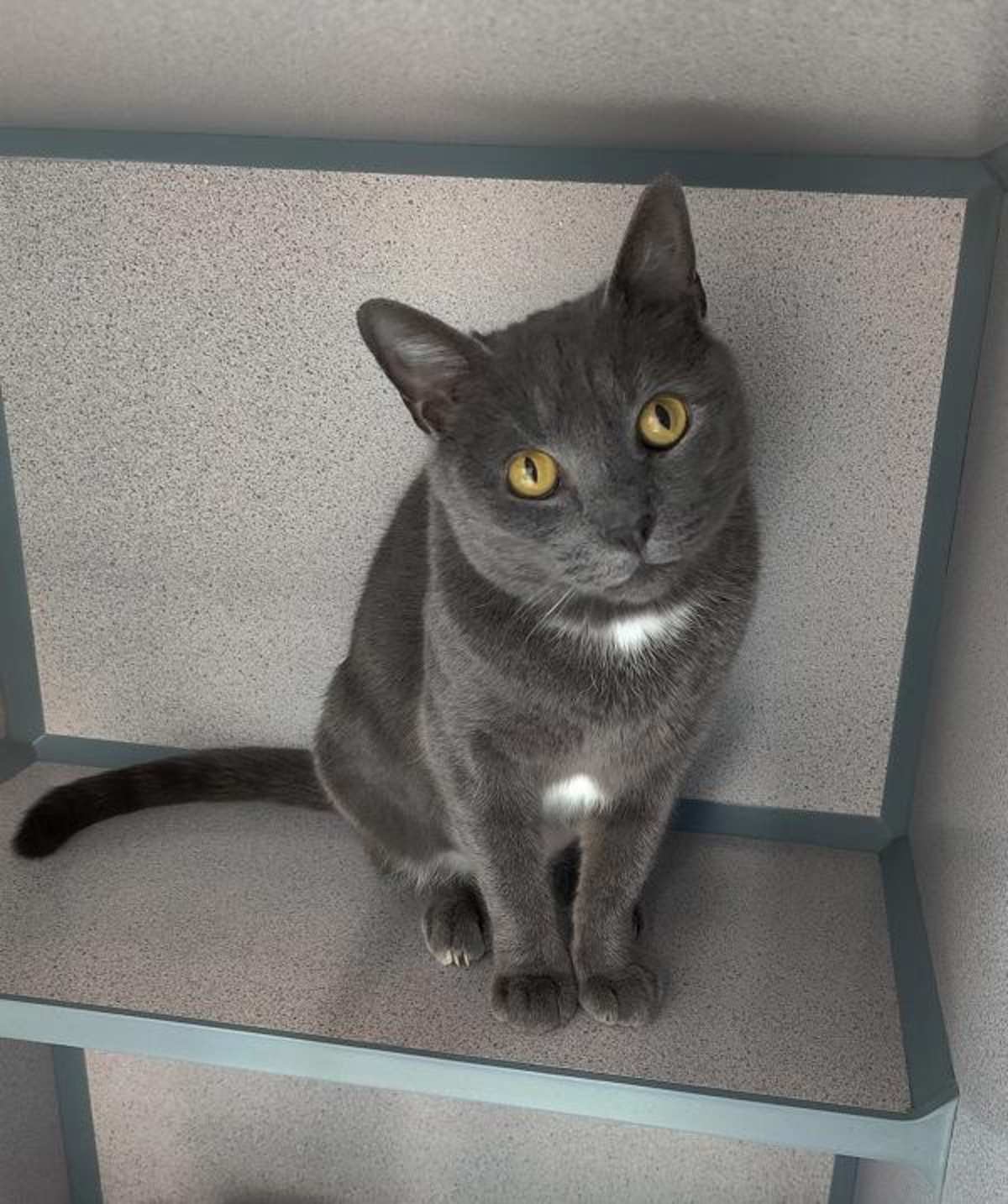 SPIRIT - Domestic Shorthair available for adoption
