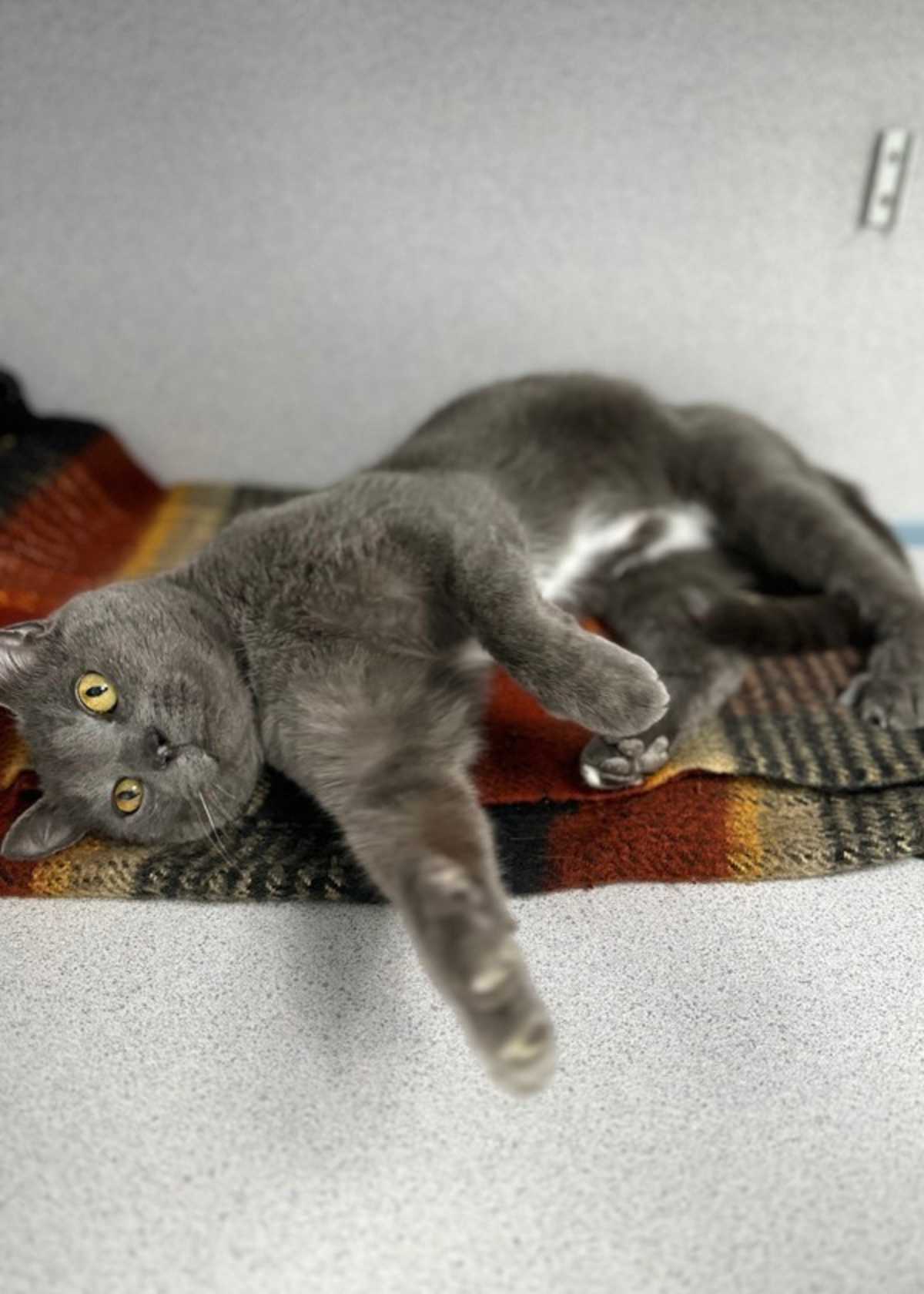 SPIRIT - Domestic Shorthair available for adoption