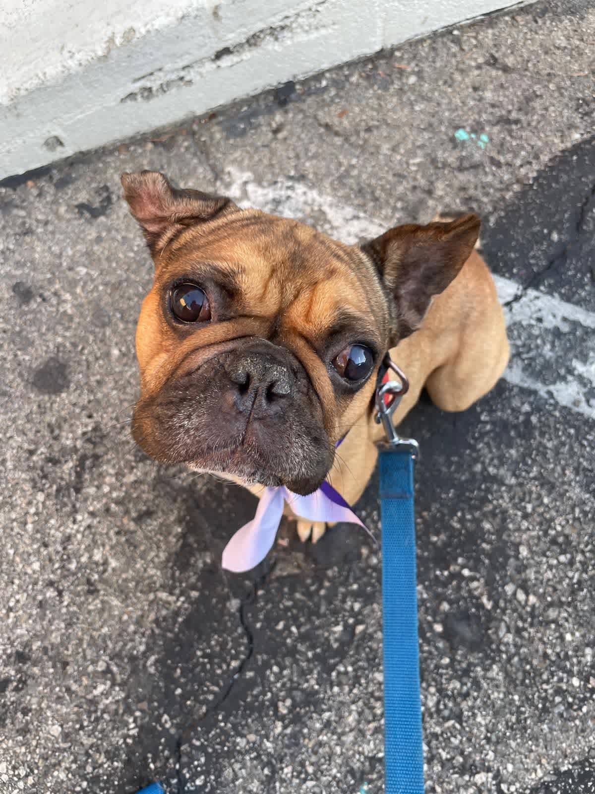 STORMY - French Bulldog available for adoption