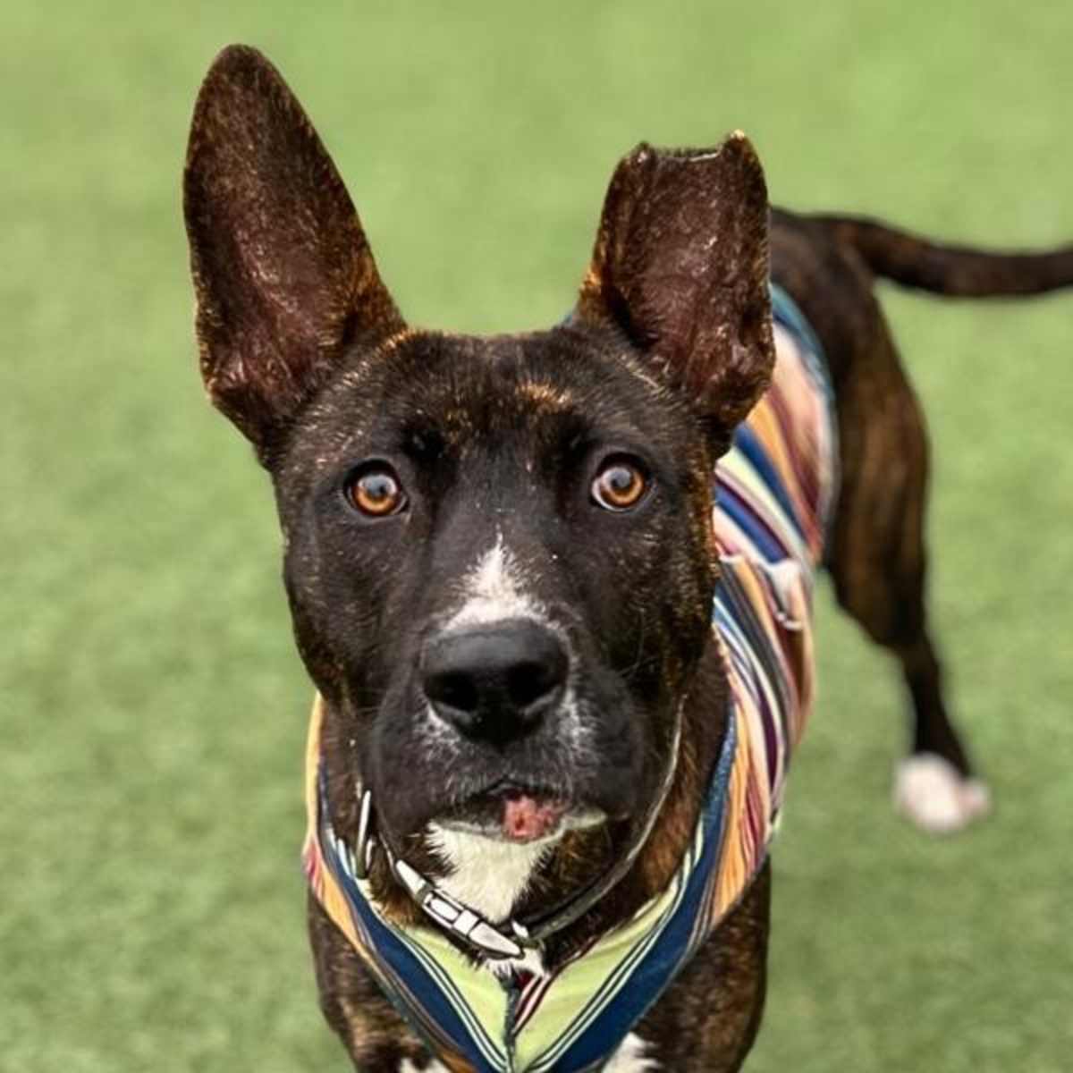 CHIPS - Pit Bull Terrier for adoption in Vallejo