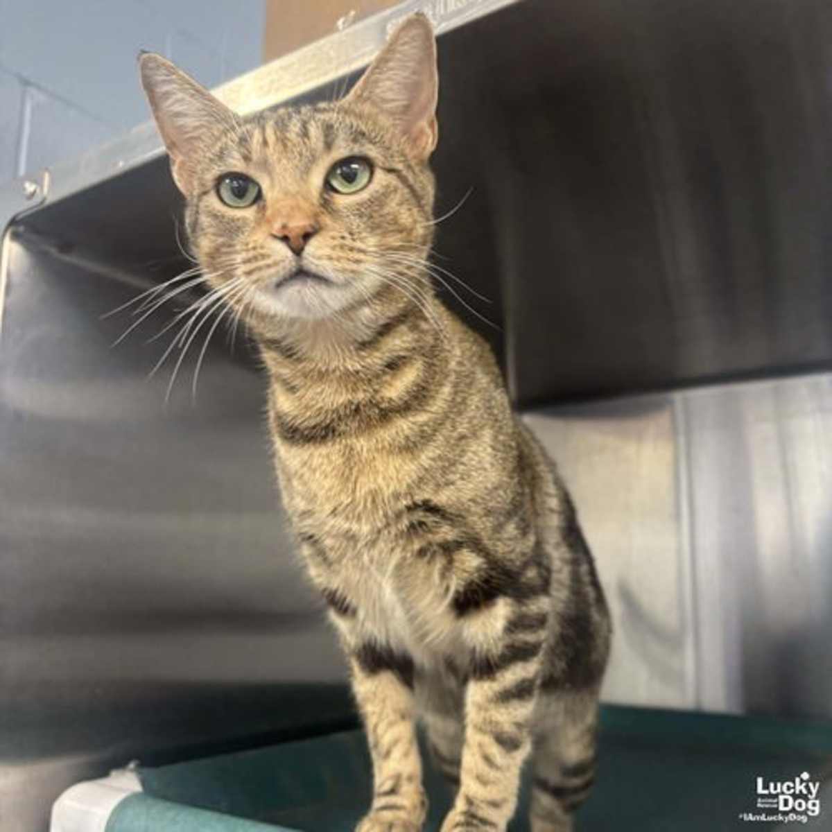 GENNY - Domestic Shorthair available for adoption