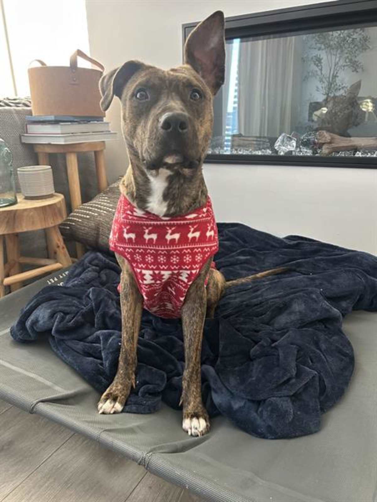MAMA STORMY - American Staffordshire Terrier available for adoption