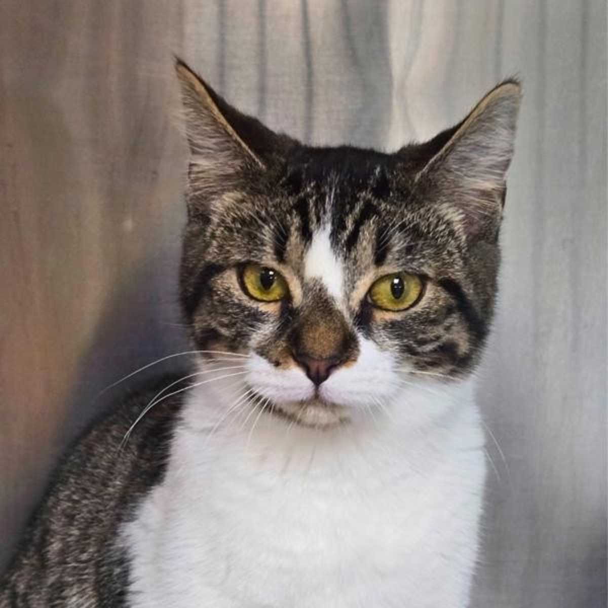 BROOKE - Domestic Shorthair available for adoption