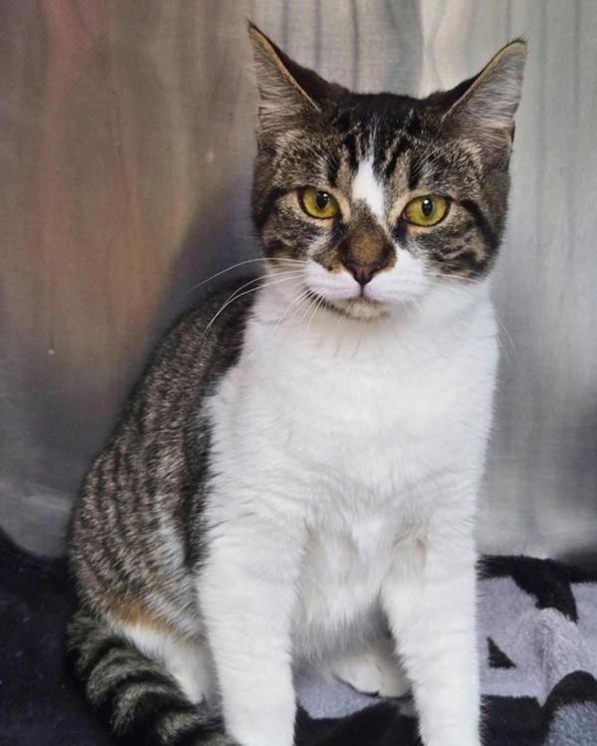 BROOKE - Domestic Shorthair available for adoption
