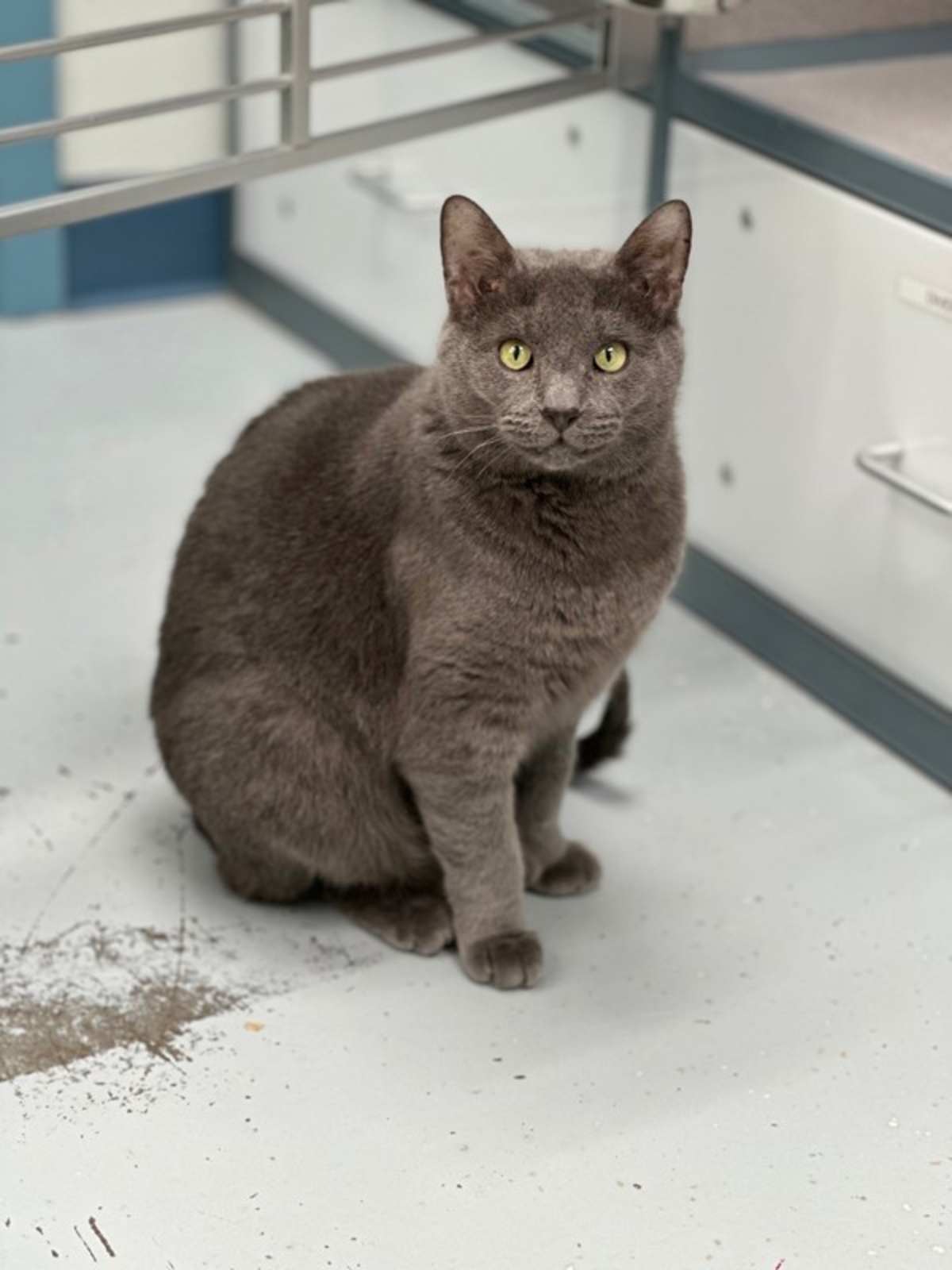 SCRIBBLE - Domestic Shorthair available for adoption
