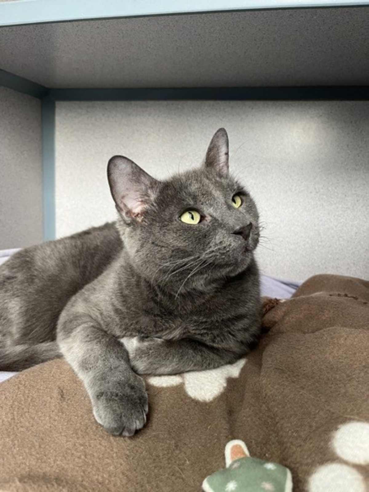 SCRIBBLE - Domestic Shorthair available for adoption