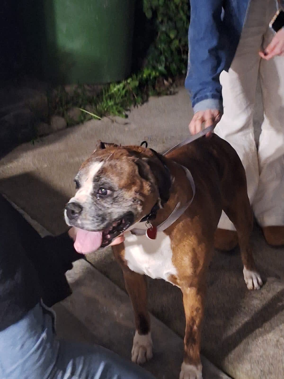 BELLA - Boxer available for adoption