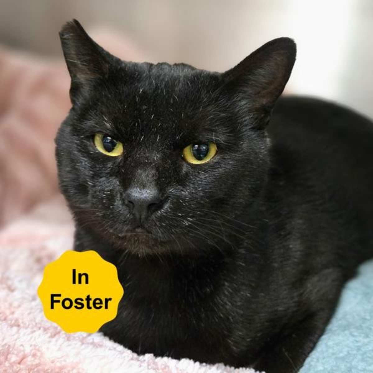 HOPE - Domestic Shorthair available for adoption