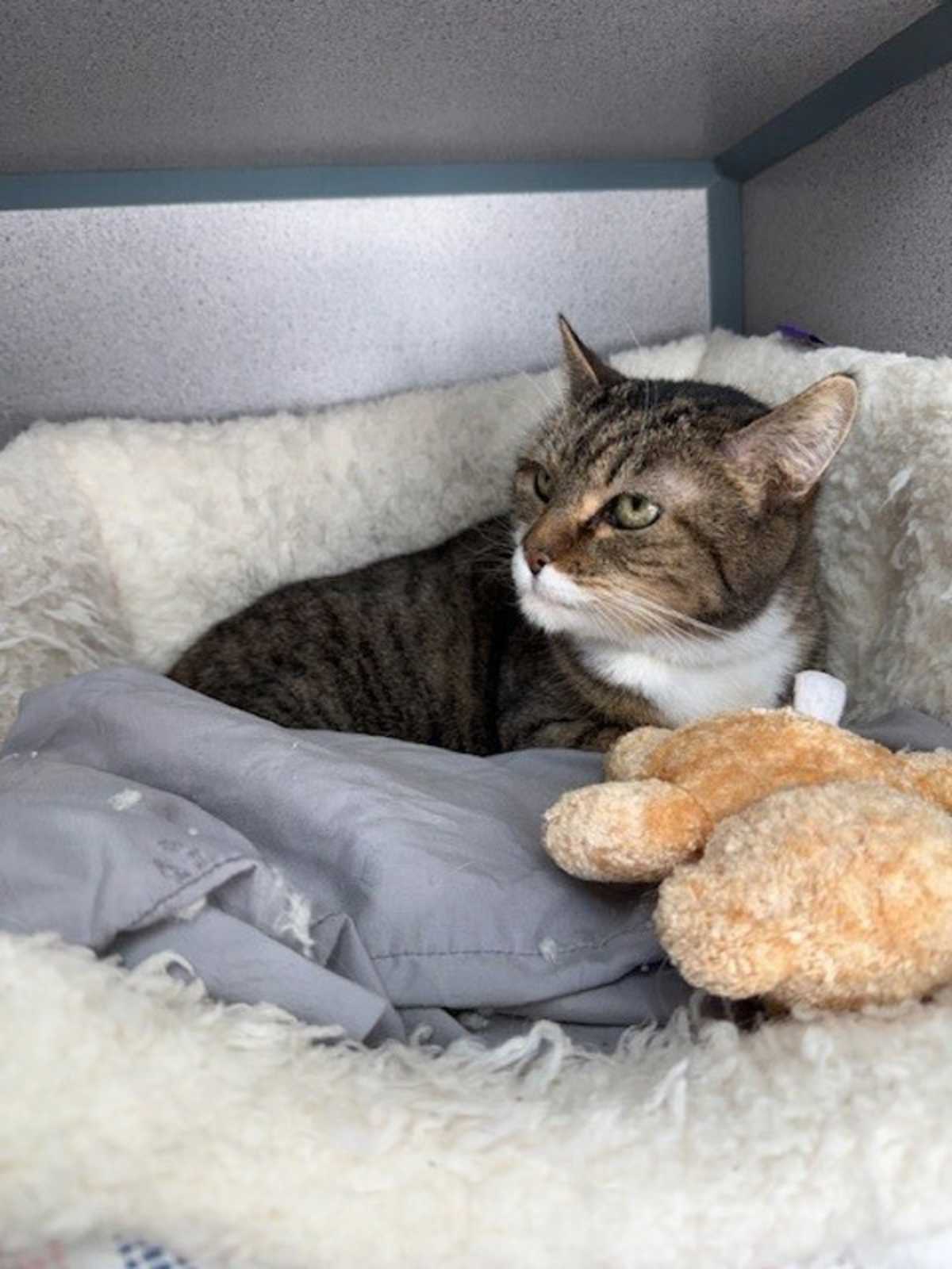 CHELSEA (IN FOSTER) - Domestic Shorthair available for adoption