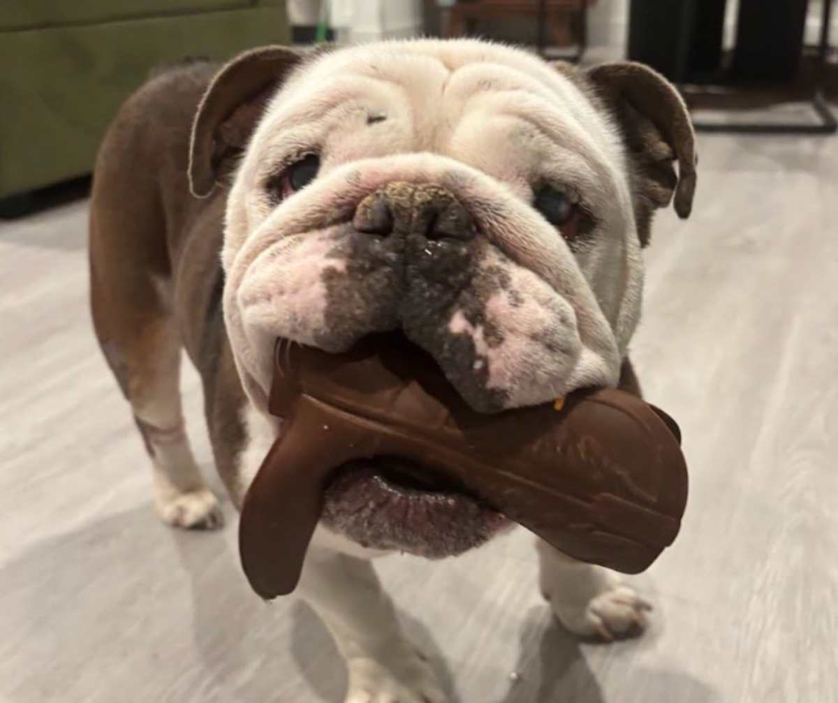 BARNEY - English Bulldog available for adoption