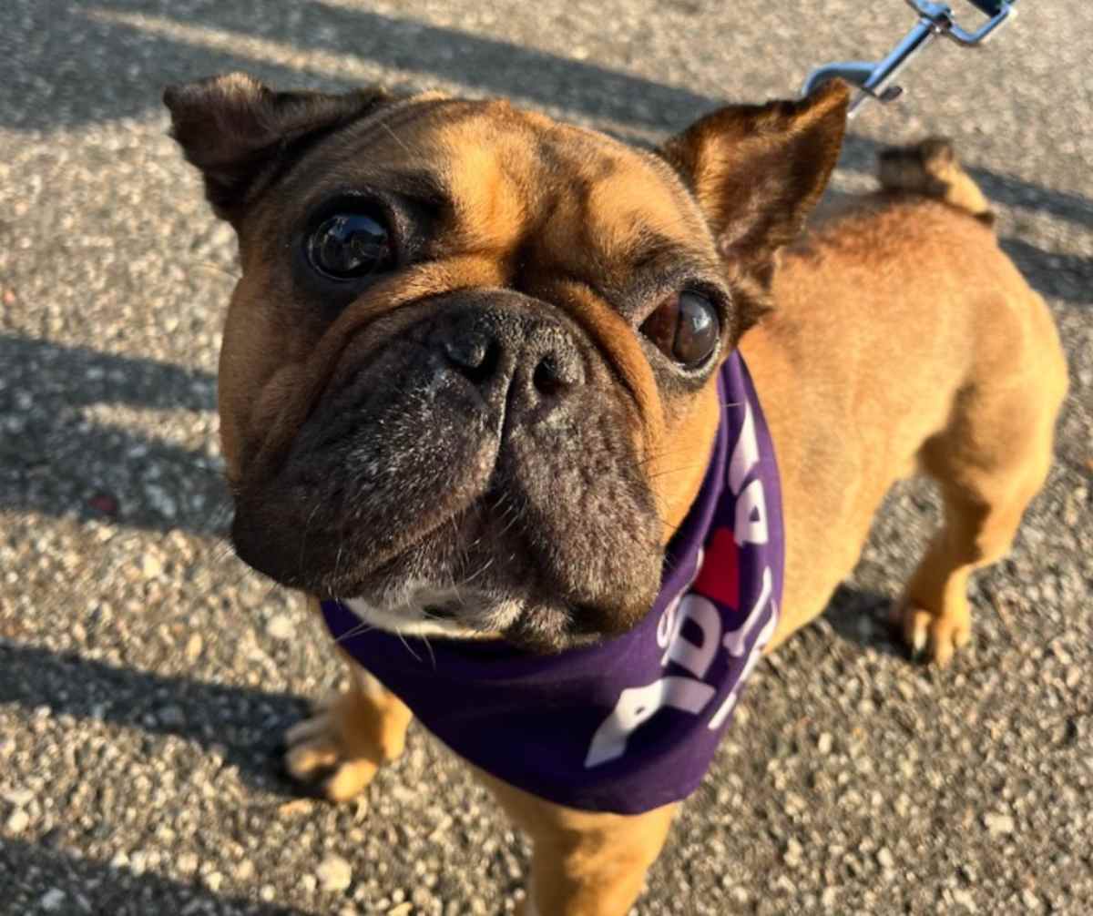STORMY - French Bulldog available for adoption