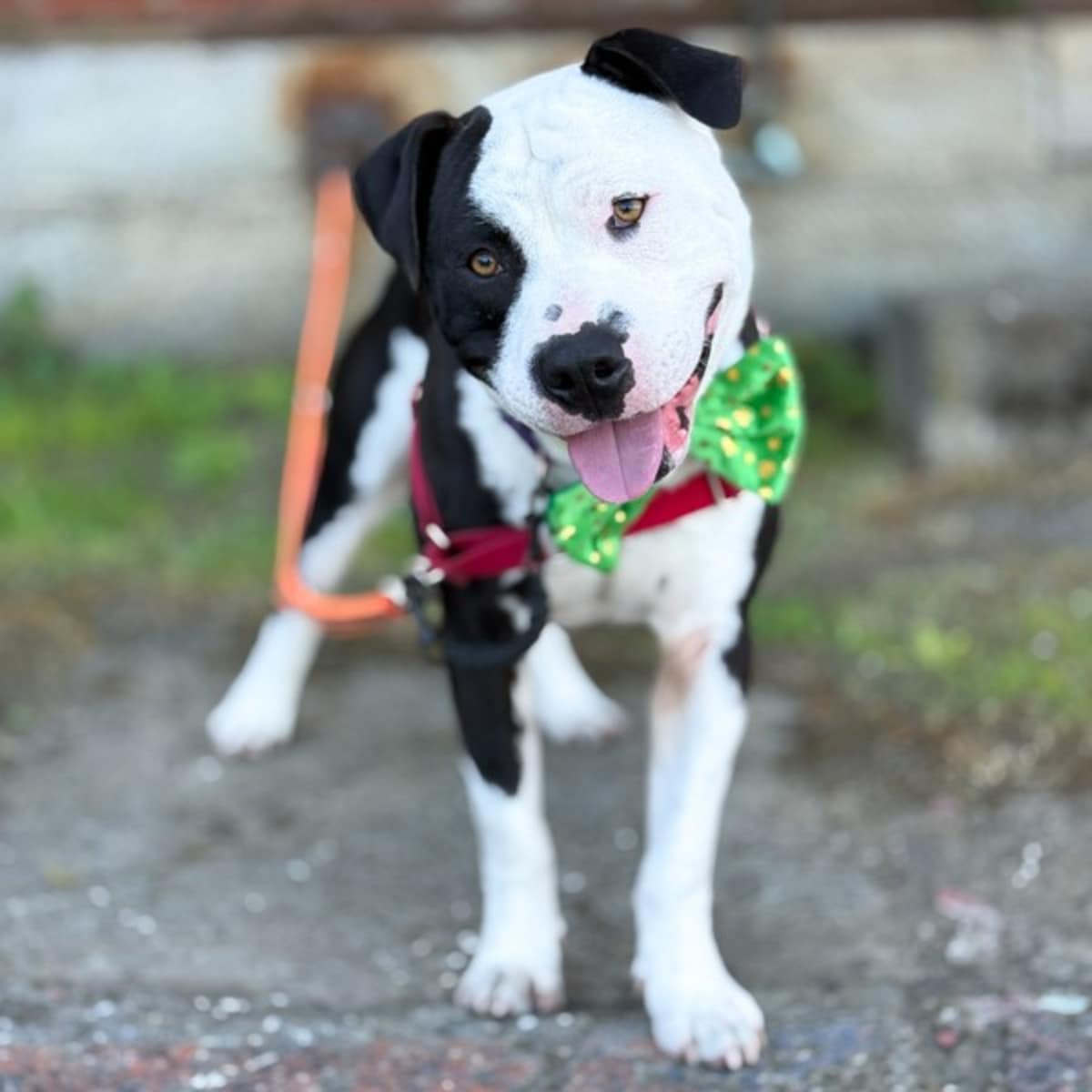 PICASSO - Pit Bull Terrier for adoption in Vallejo