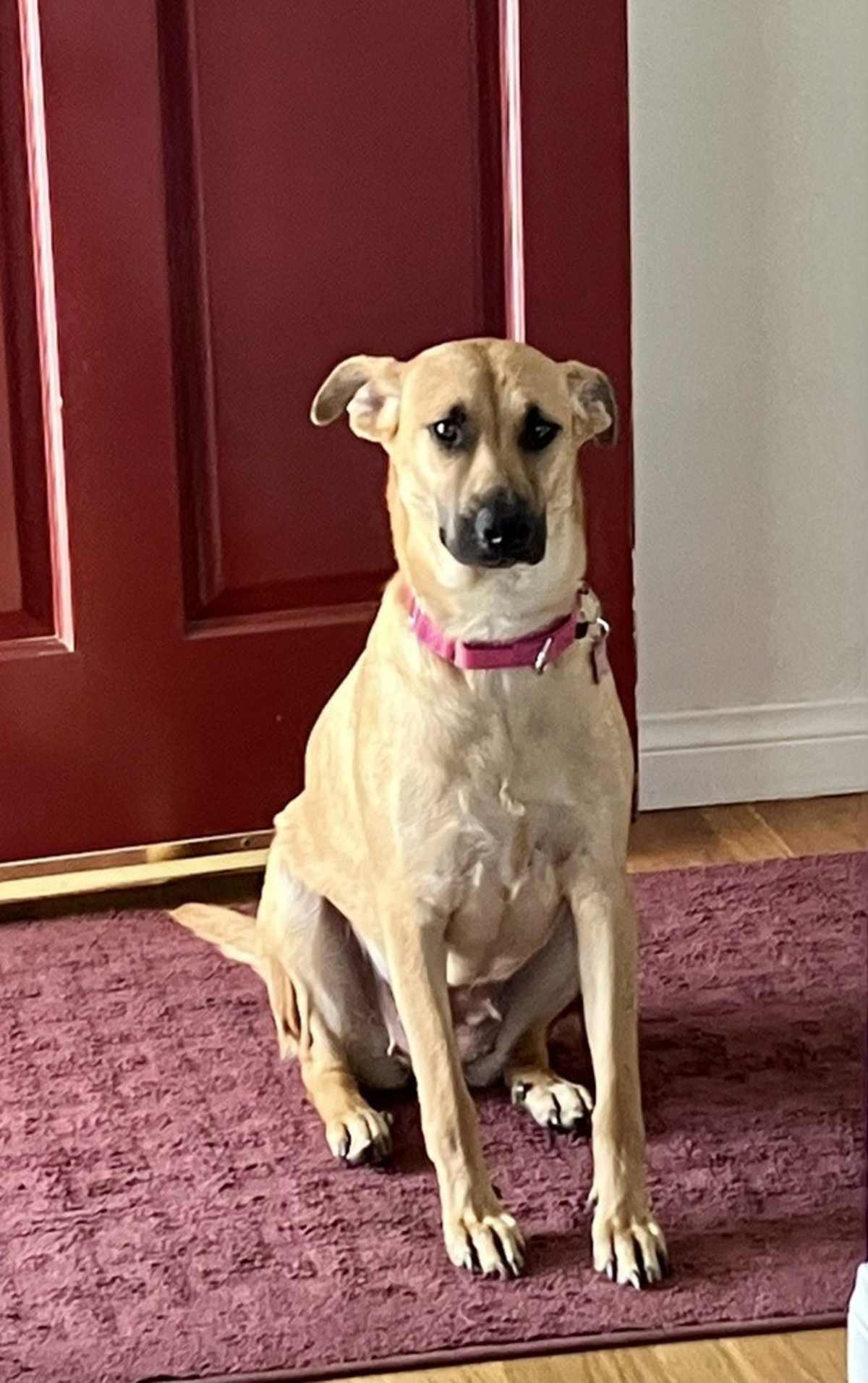 DUSTEE - Labrador Retriever / Black Mouth Cur available for adoption