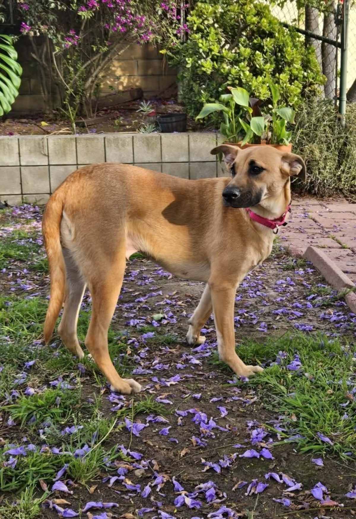 DUSTEE - Labrador Retriever / Black Mouth Cur available for adoption