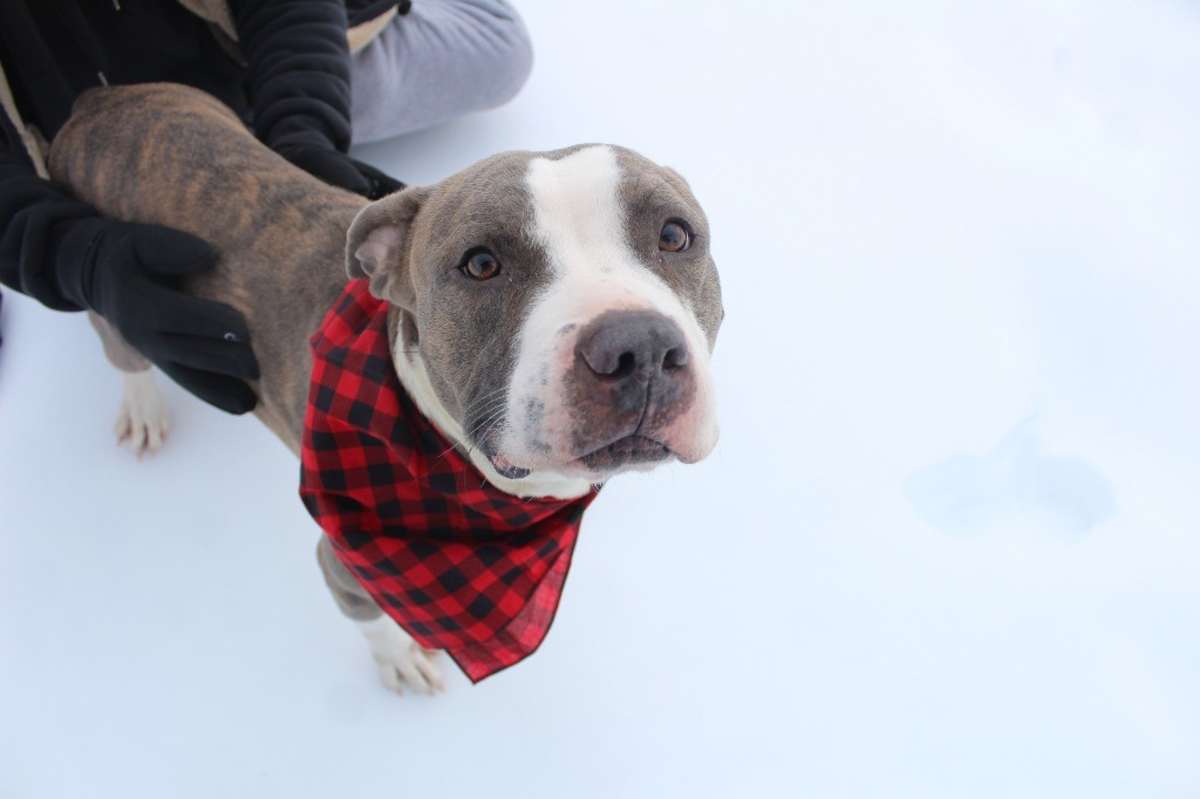 CHUBBS - American Pit Bull Terrier available for adoption