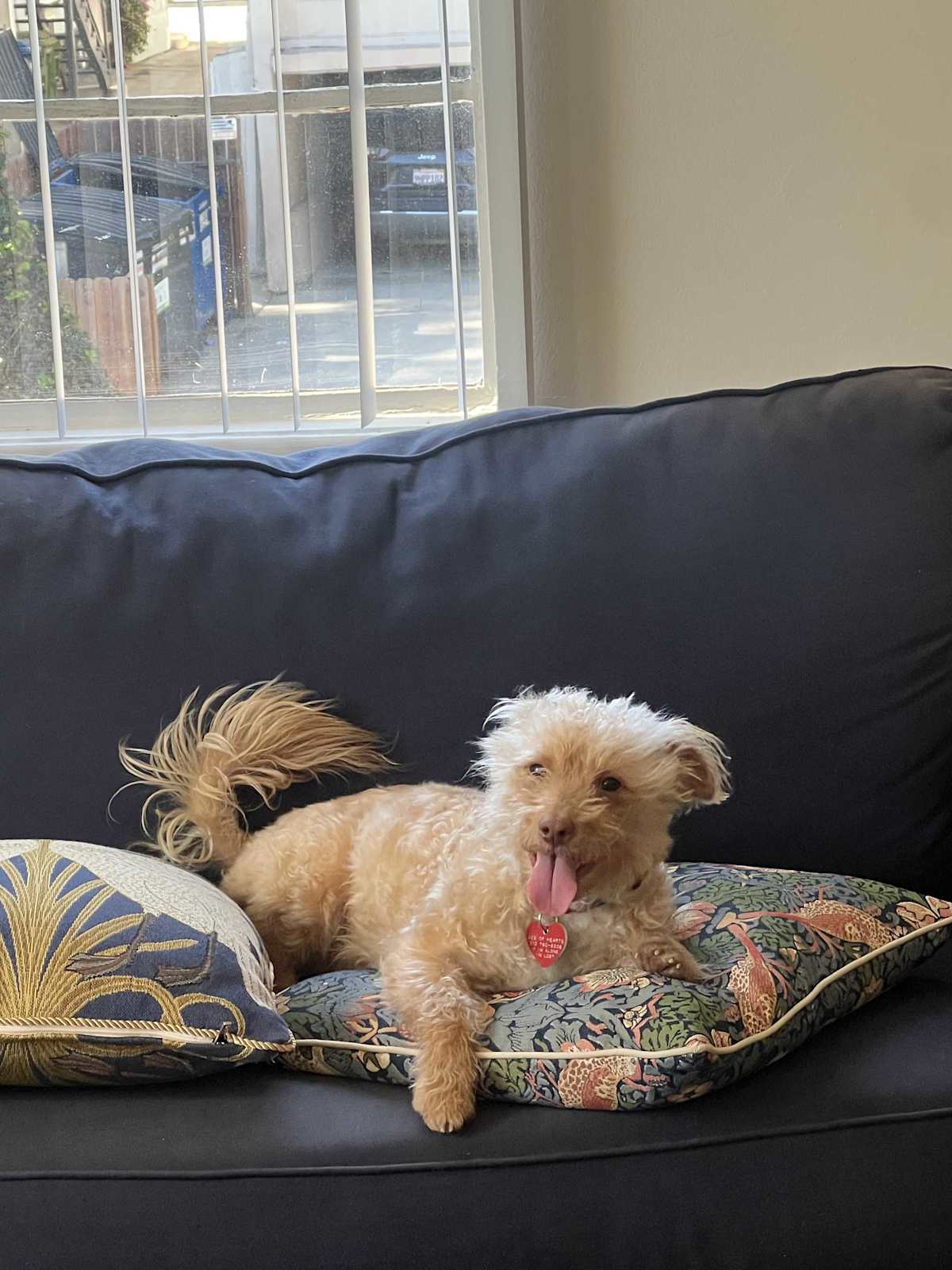 CHESTNUT - Terrier (Unknown Type, Small) available for adoption