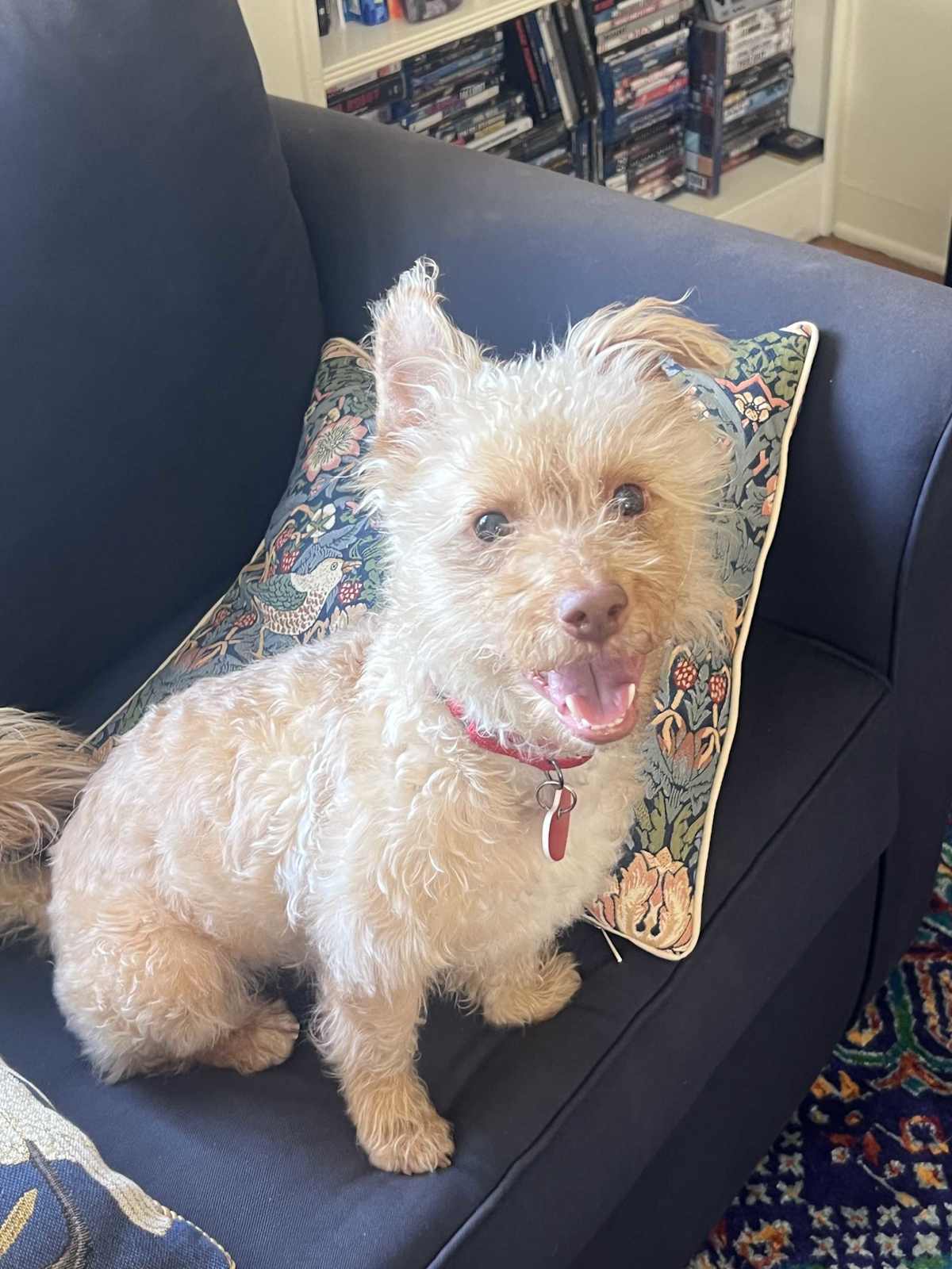 CHESTNUT - Terrier (Unknown Type, Small) available for adoption