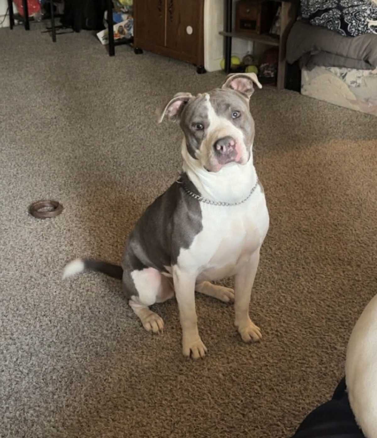 HAZEL - American Staffordshire Terrier / American Bulldog available for adoption