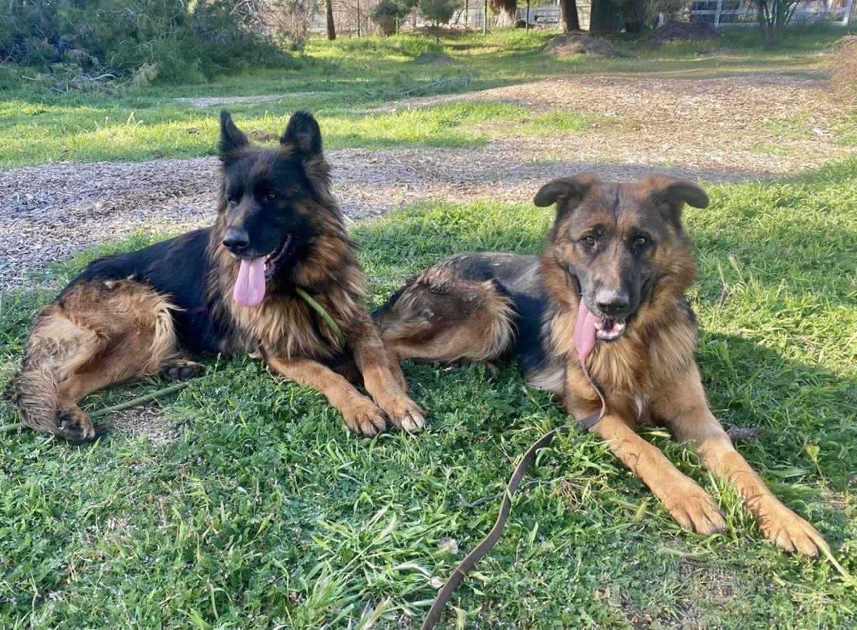 MYRTLE - German Shepherd Dog available for adoption