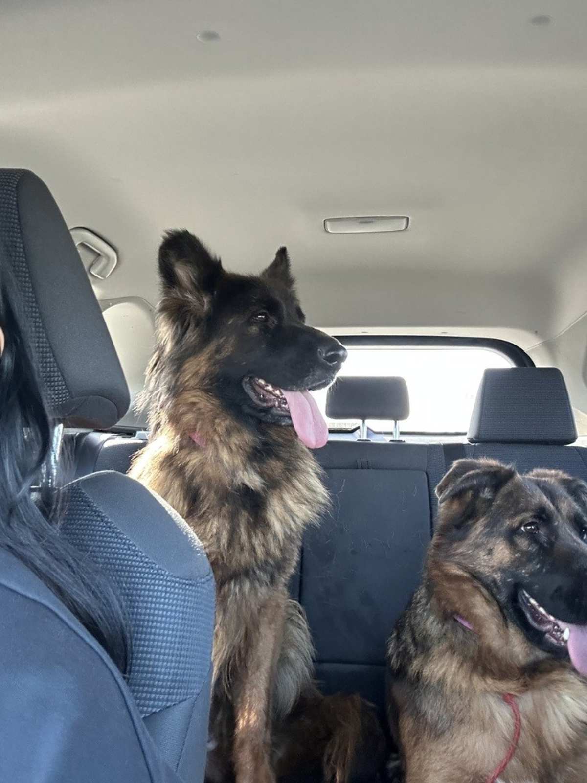 MONA - German Shepherd Dog available for adoption