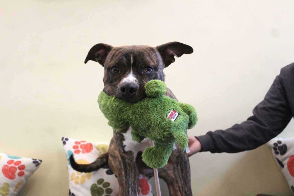 HULK - American Pit Bull Terrier available for adoption