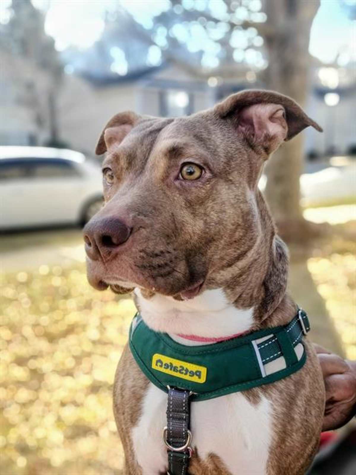 LINDY - American Pit Bull Terrier available for adoption