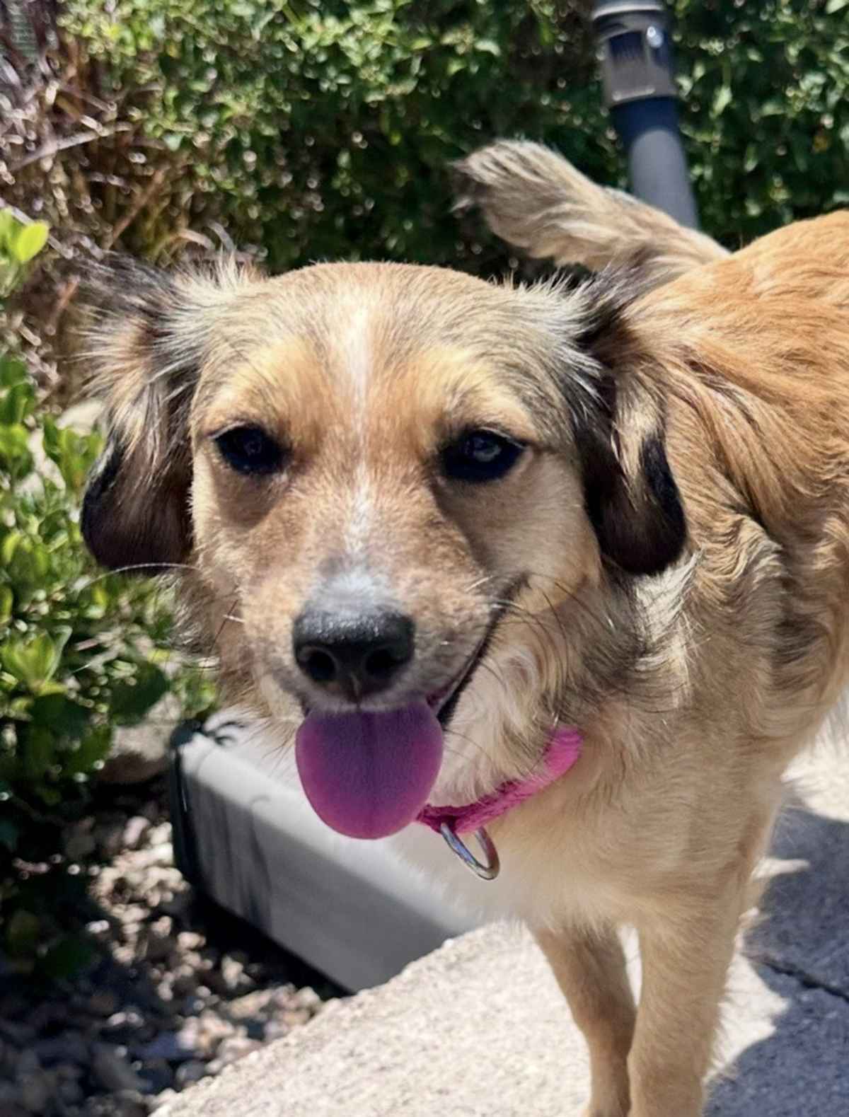 NOVA - Terrier (Unknown Type, Medium) / Shepherd (Unknown Type) available for adoption