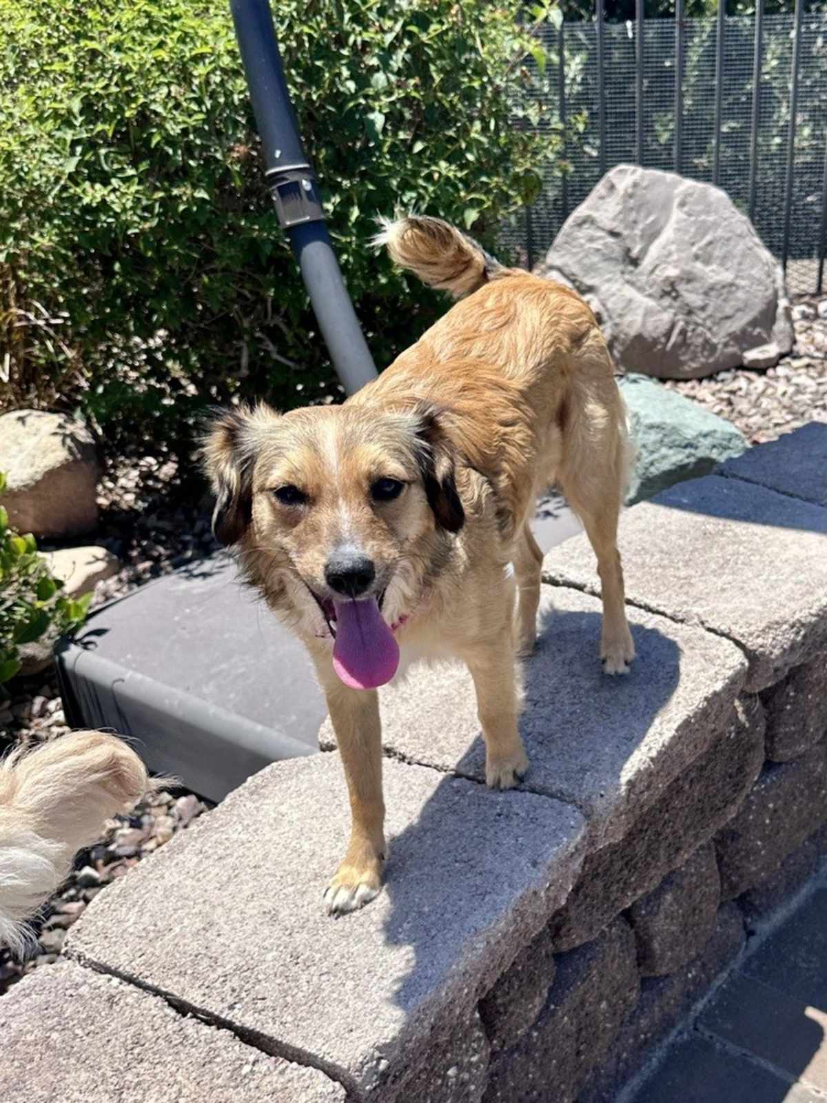 NOVA - Terrier (Unknown Type, Medium) / Shepherd (Unknown Type) available for adoption