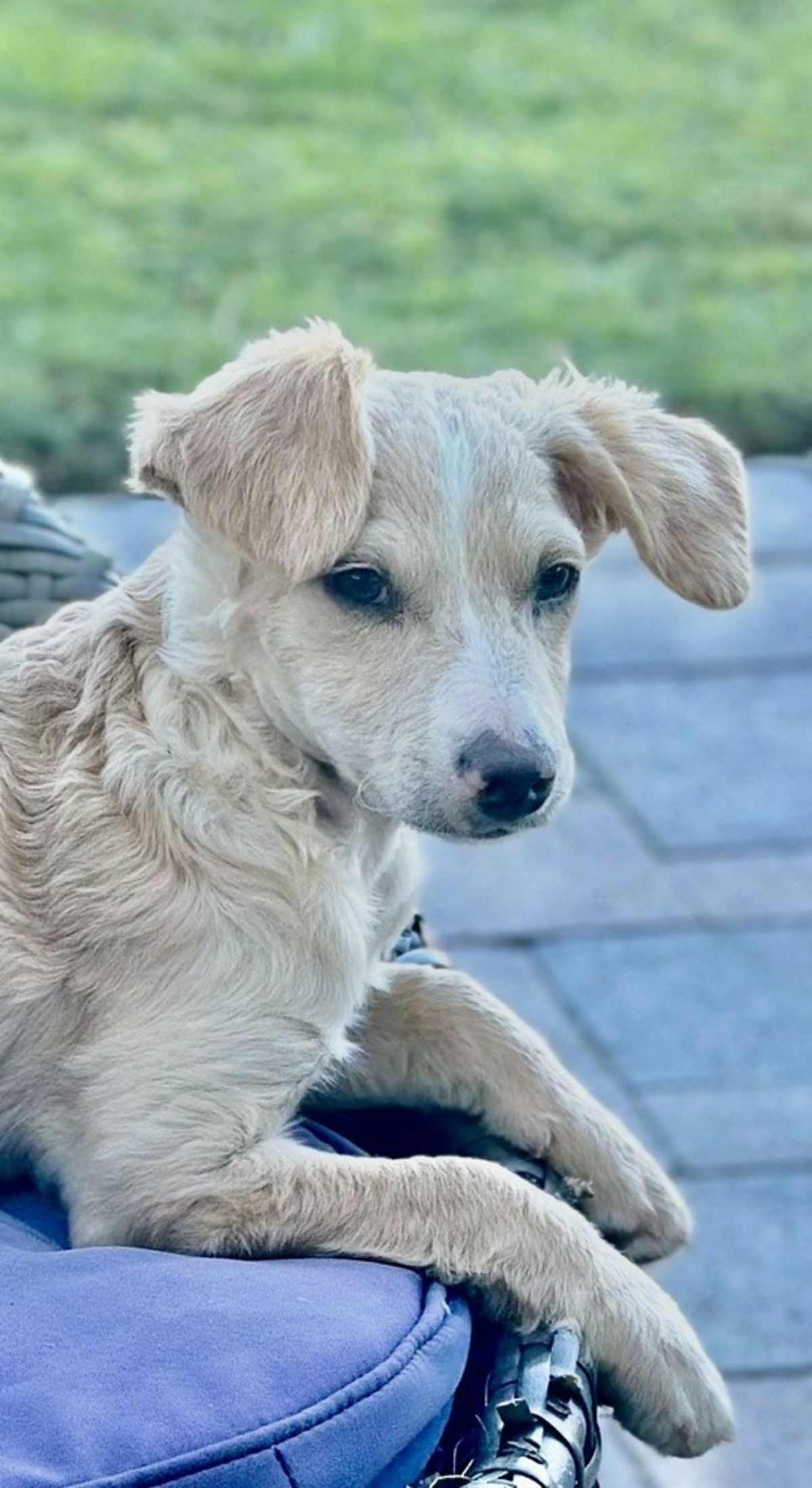 NELSON - Terrier (Unknown Type, Medium) / Poodle (Standard) available for adoption