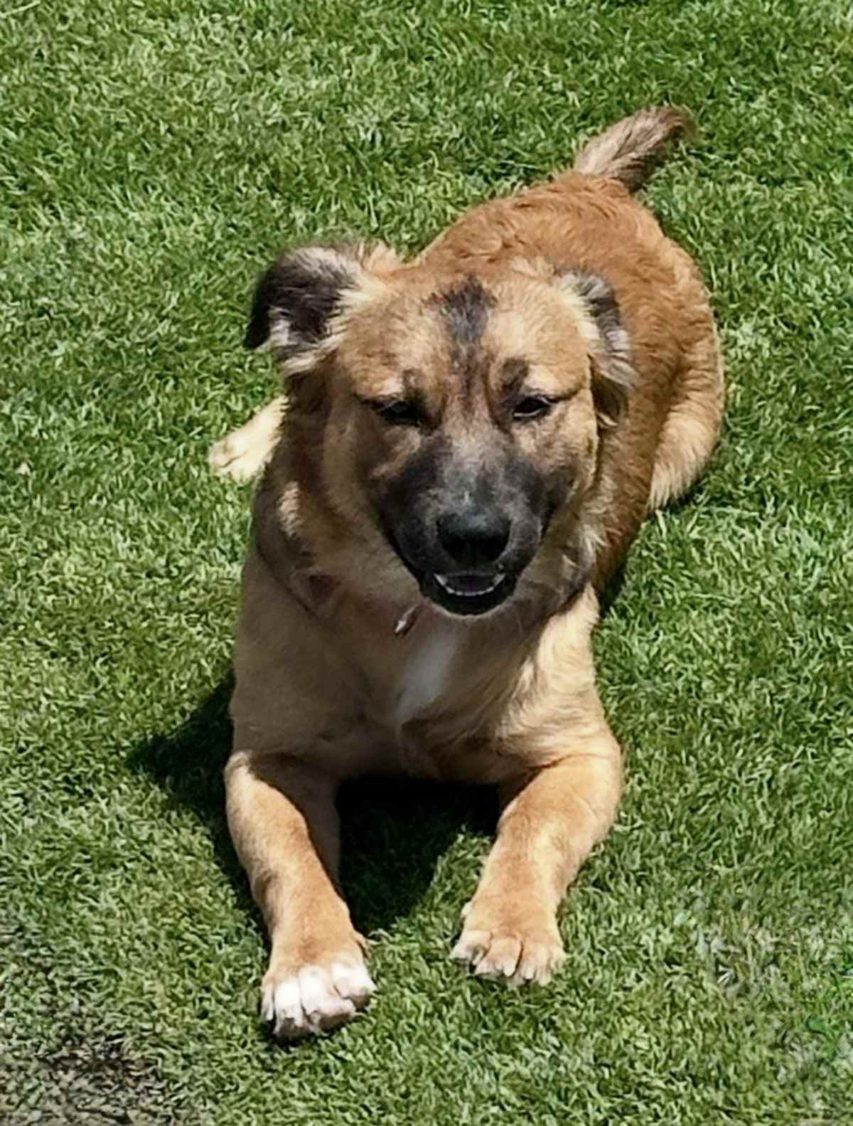 NATE - Terrier (Unknown Type, Medium) / Shepherd (Unknown Type) available for adoption