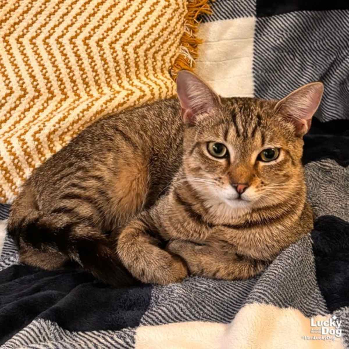 LACEY - Domestic Shorthair available for adoption