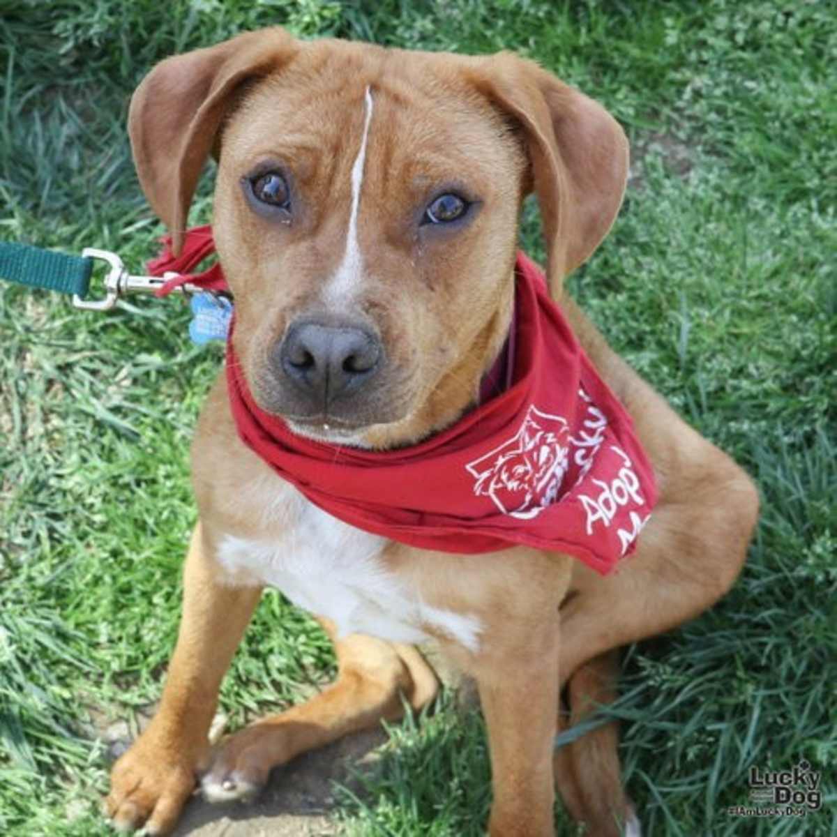 SPARTACUS - Shepherd (Unknown Type) / Beagle available for adoption