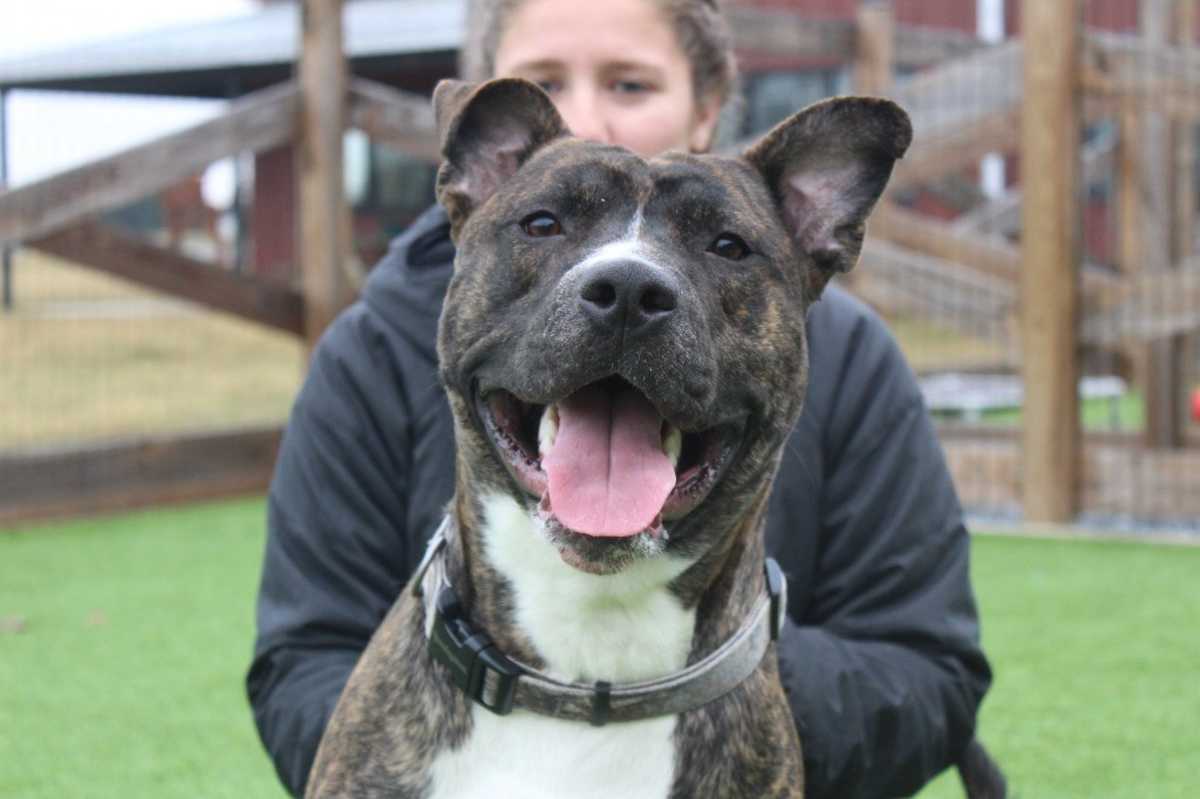 SCOOBERT - American Pit Bull Terrier available for adoption