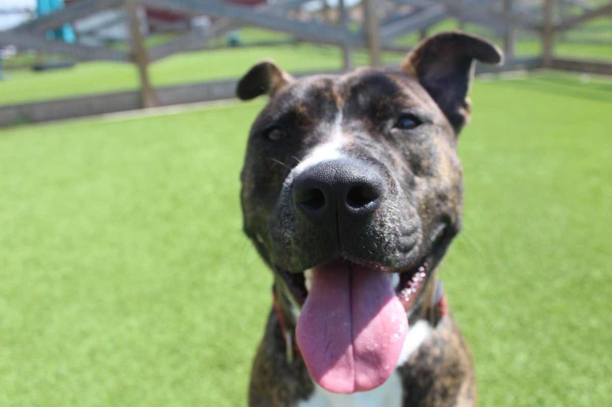 SCOOBERT - American Pit Bull Terrier available for adoption
