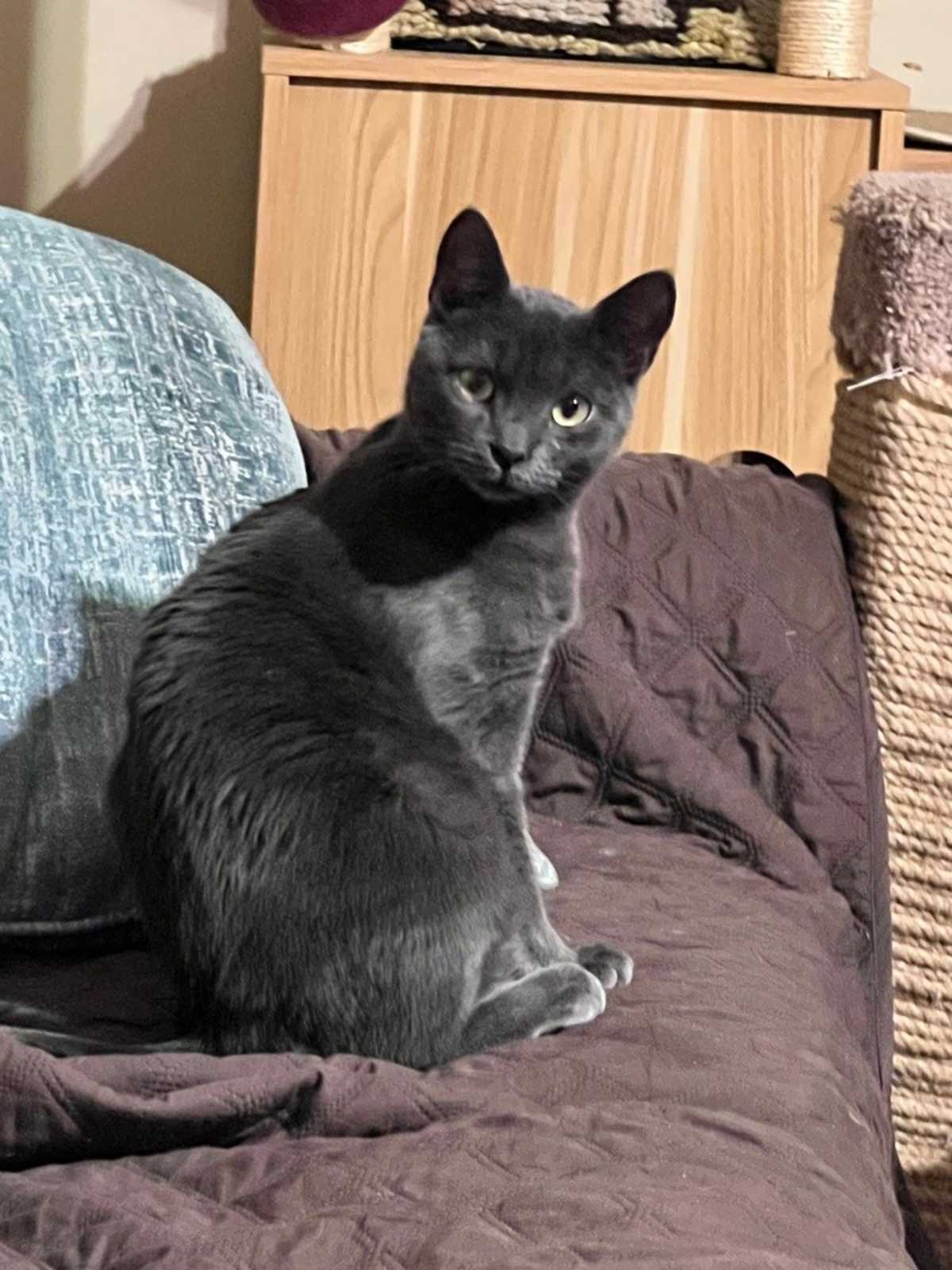 TARZAN - Domestic Shorthair for adoption in Wilmington